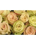 Rose floribunda Green Fashion